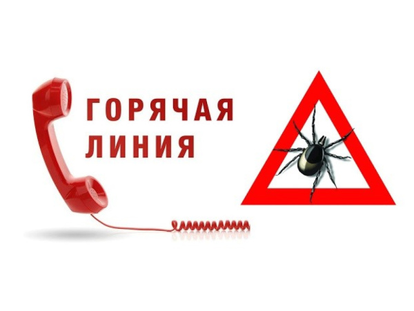 О проведении горячей линии по профилактике инфекций, передающихся клещами.