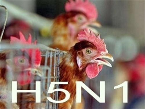 Информация для владельцев домашних птиц об опасности высокопатогенного гриппа птиц. Информация для владельцев домашних птиц об опасности высокопатогенного гриппа птиц.